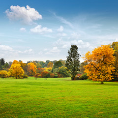 Wall Mural - Panorama. Beautiful autumn trees. Autumn.