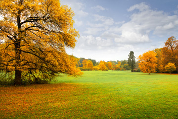 Panorama. Lonely beautiful autumn tree. Autumn.