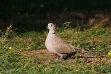 Collared Dove On The Ground / Streptopelia Decaocto