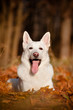 white shepherd dog portrait