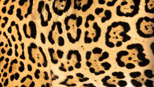 Real Live Jaguar Skin Fur Texture Background