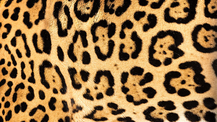 real live jaguar skin fur texture background