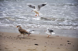 Fototapeta Dmuchawce - birds by the seaside