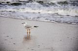 Fototapeta Dmuchawce - bird by the seaside