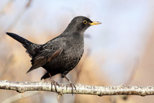Male Blackbird Perched On A Branch