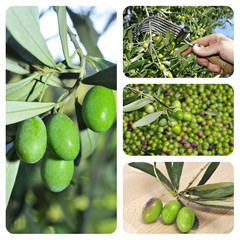 Sticker - olive harvesting collage