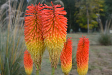 Group Of Red Hot Pokers