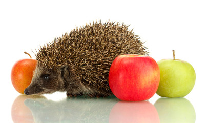 Wall Mural - Hedgehog and apples, isolated on white