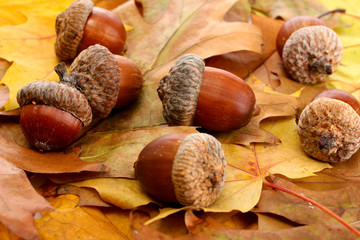 Wall Mural - brown acorns on autumn leaves, close up