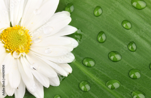 Fototapeta na wymiar daisy with dew drops on green leaf