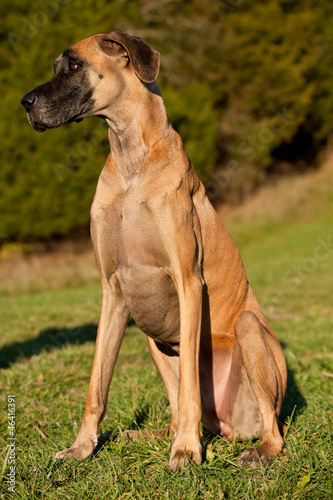 fawn colored great dane