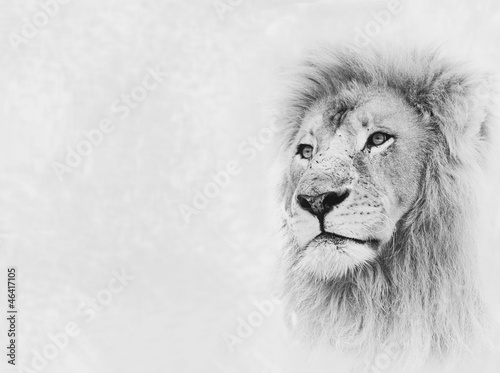 Photographie Visage de Lion sur la bannière de la carte