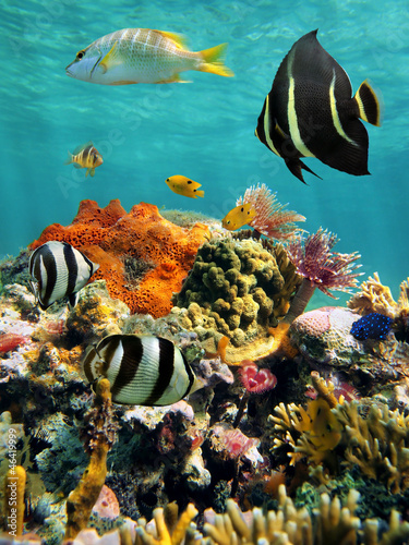 Fototapeta na wymiar Coral reef and tropical fish with water surface