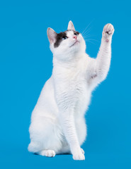 Bicolor japanese bobtail on sky blue background