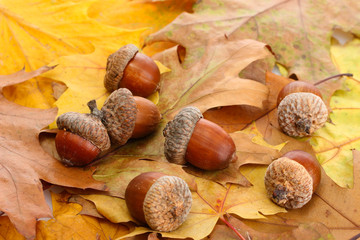 Poster - brown acorns on autumn leaves, close up