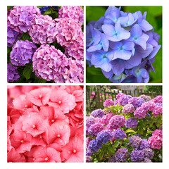 Sticker - A collection of Hydrangea flowers