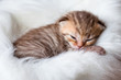 Newborn sleeping british baby cat