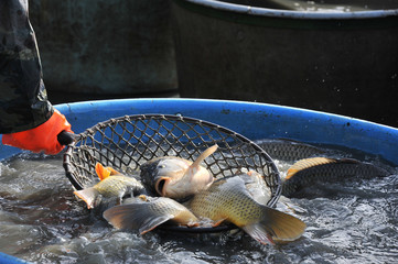 Wall Mural - big carps in a landing net - autumnal harvesting a pond