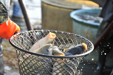 Wall Mural - carps in a landing net - close up