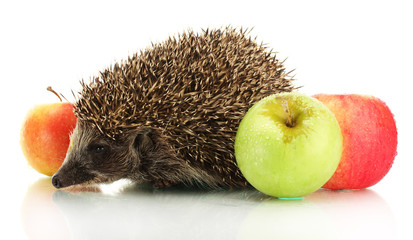 Wall Mural - Hedgehog and apples, isolated on white