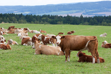 Wall Mural - Dairy cows in pasture