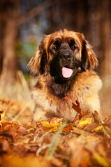 Wall Mural - happy leonberger dog portrait