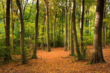 Vibrant Autumn Fall Forest Landscape Image