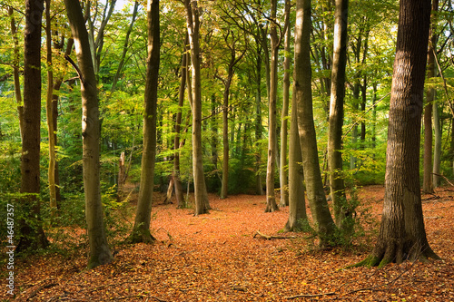 Obraz w ramie Vibrant Autumn Fall forest landscape image