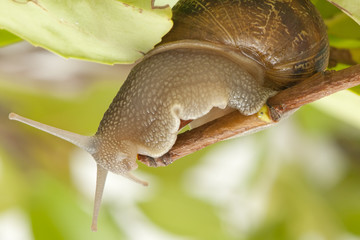 Wall Mural - snail on the sheet