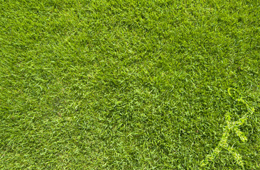 Wall Mural - Sport badminton on green grass texture and background