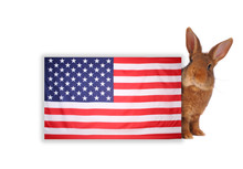 Independence Day Bunny Rabbit USA Free Stock Photo - Public Domain Pictures