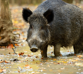 Wall Mural - wild pig