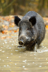 Wall Mural - wild pig
