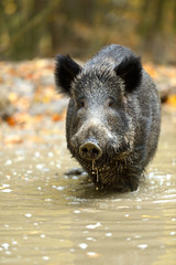 Wall Mural - wild pig