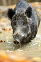 Wall Mural - wild pig
