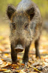 Canvas Print - Wild pig