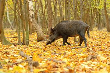 Canvas Print - Wild Pig