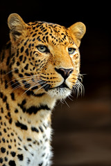 Wall Mural - leopard