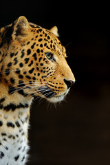 Poster - Leopard