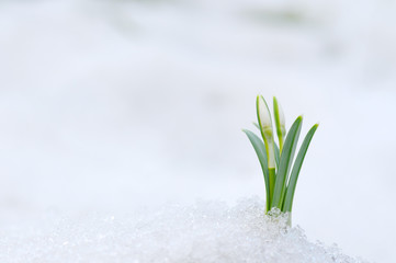 Poster - Snowdrop and Snow