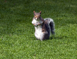 Poster - Squirrel