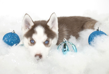 Sticker - CHristmas Husky Puppy