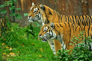 Wall Mural - tigers
