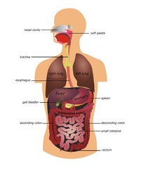 Sticker - Gastrointestinal tract