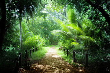 Canvas Print - way in jungle of seychelles islands