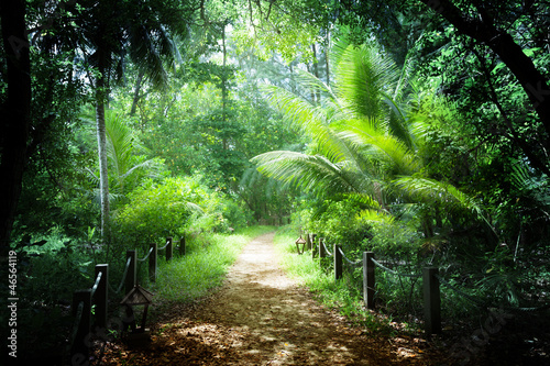 Fototapeta na wymiar way in jungle of Seychelles islands