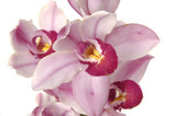 Fototapeta Storczyk - Gorgeous phalaenopsis orchid