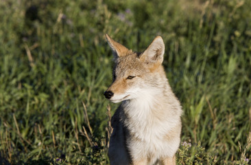 coyote saskatchewan