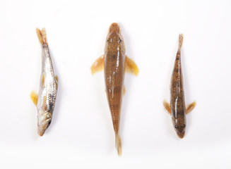 Wall Mural - Freshwater fish on a white background