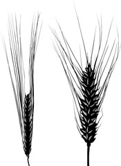 Canvas Print - barley and wheat ear isolated silhouettes